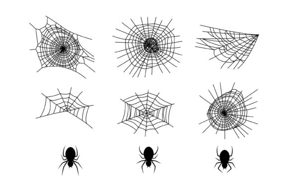 Download Collection of Spiders and Webs - Spiders Collection